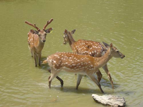 梅花鹿 ...