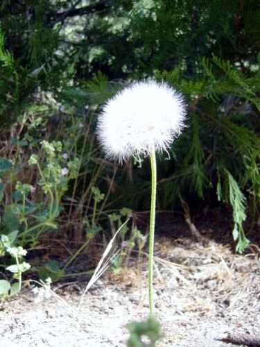 蒲公英 ...