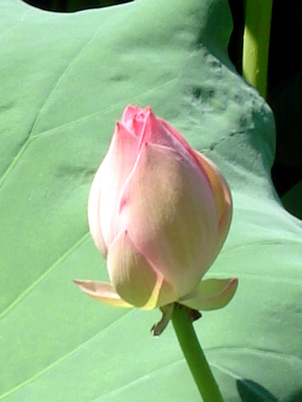 含苞的荷花 ...