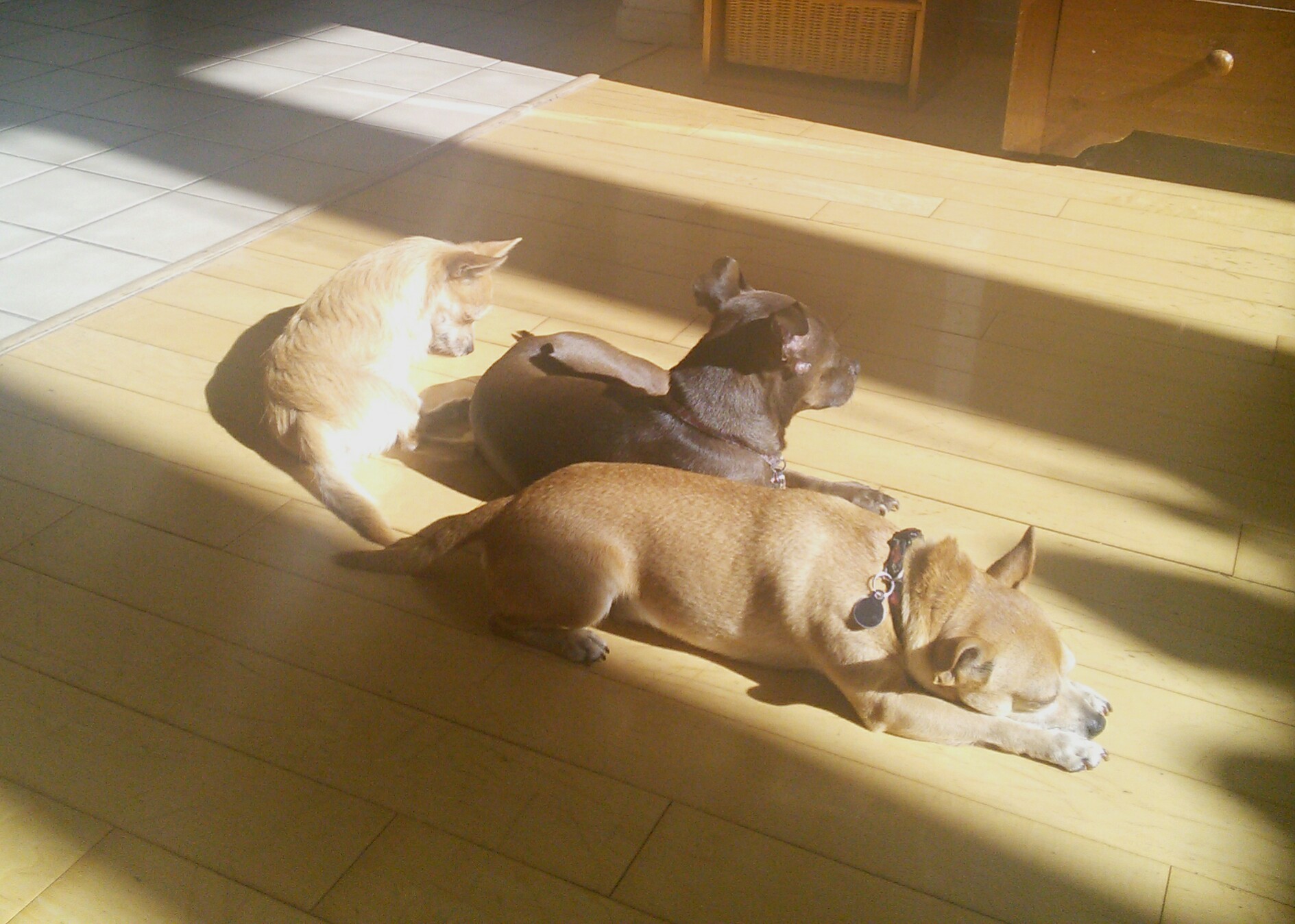 sun ba ...