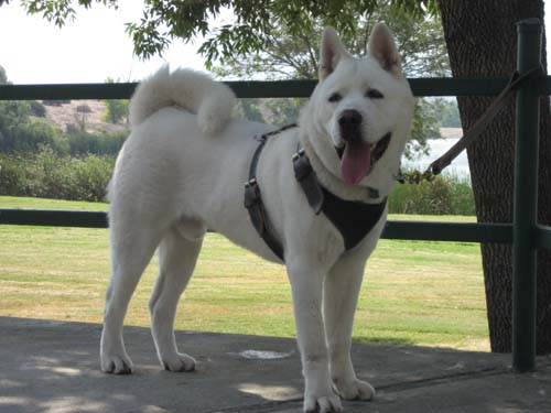 愛犬fuji