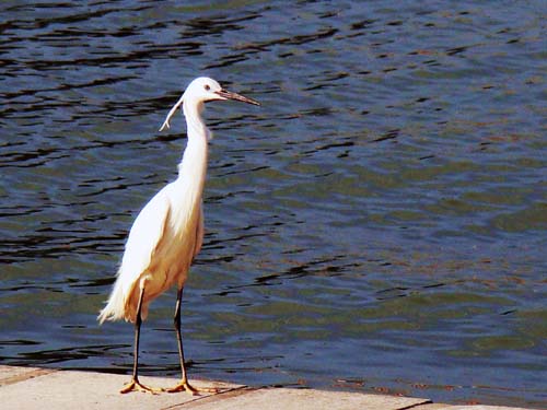 白鹭 ...