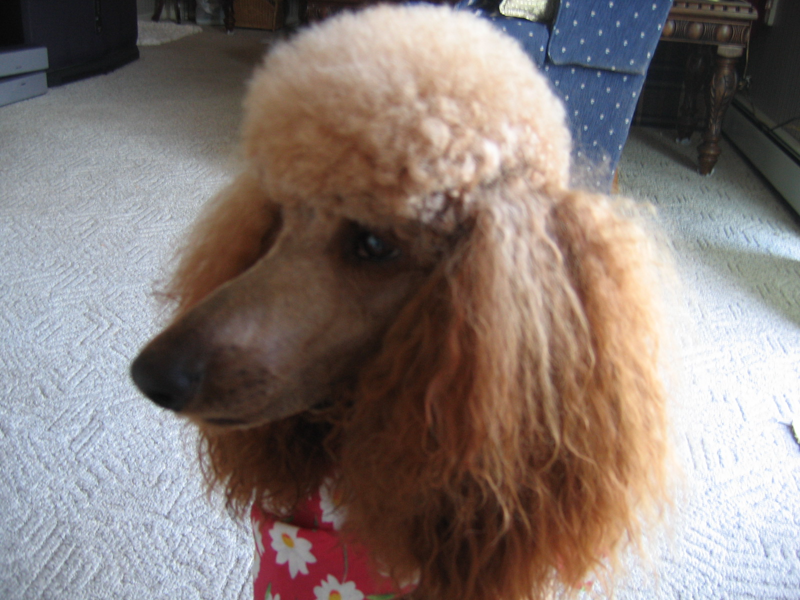 my pet ...