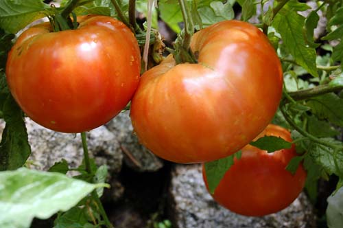西红柿7 ...
