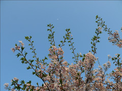 花... ...