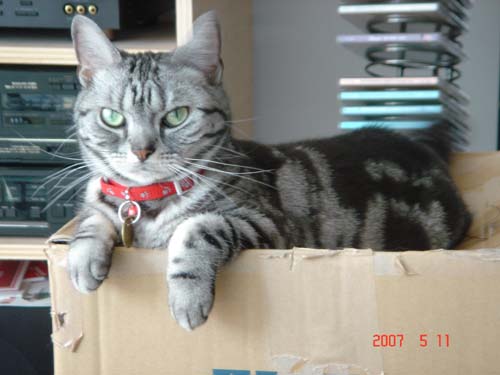 私の可愛い猫 ...