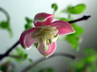 photo ...
