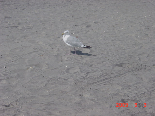 photo ...