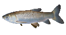 鯇魚 ...