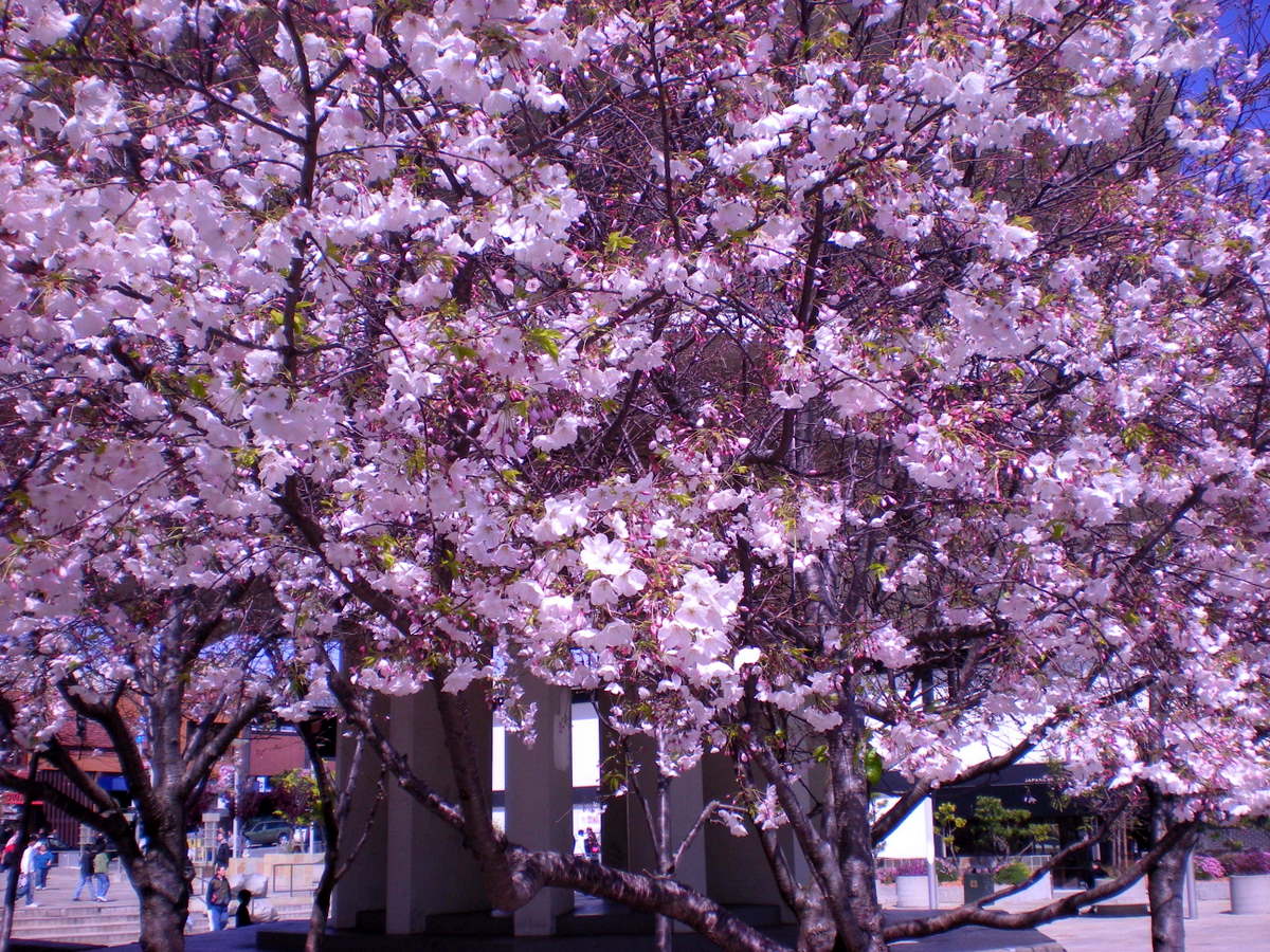 Sakura Hana