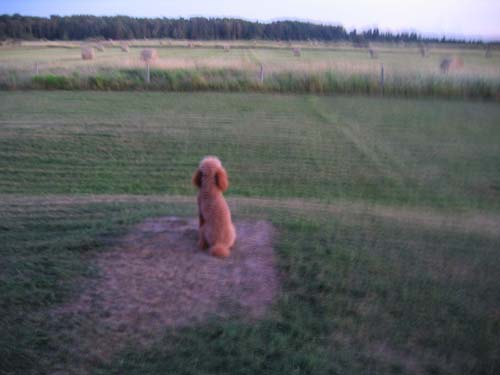 my pet ...