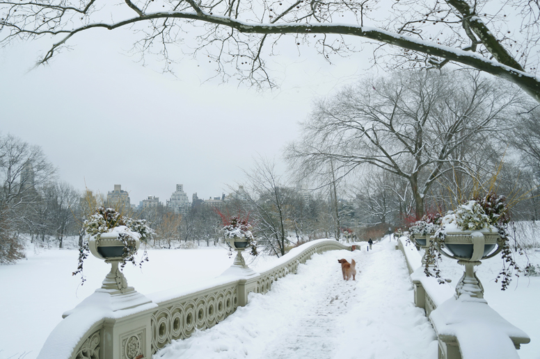 a dog on bow bridge