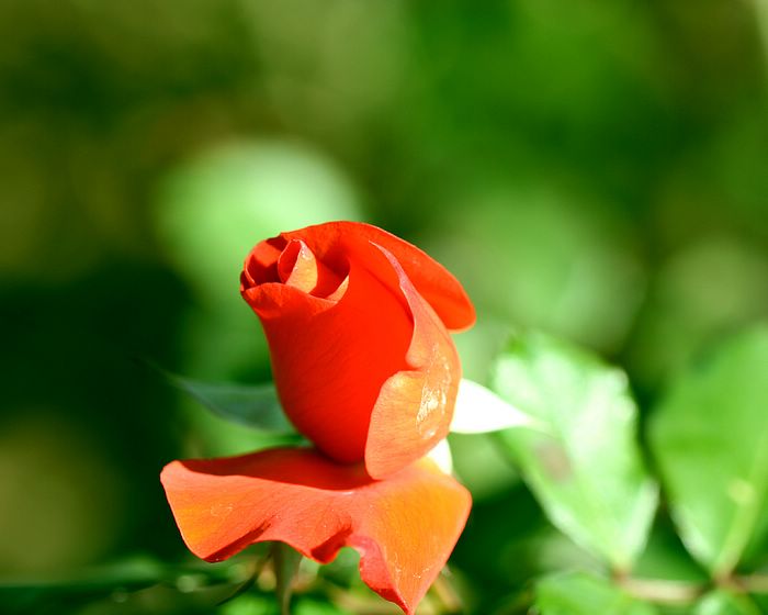 baby flower