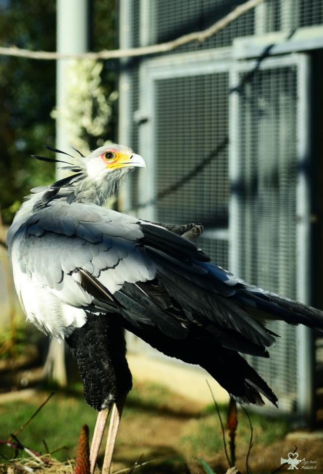 在聖地亞哥動物園拍的旅行照3