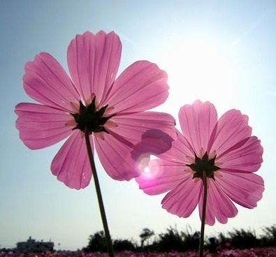image ...