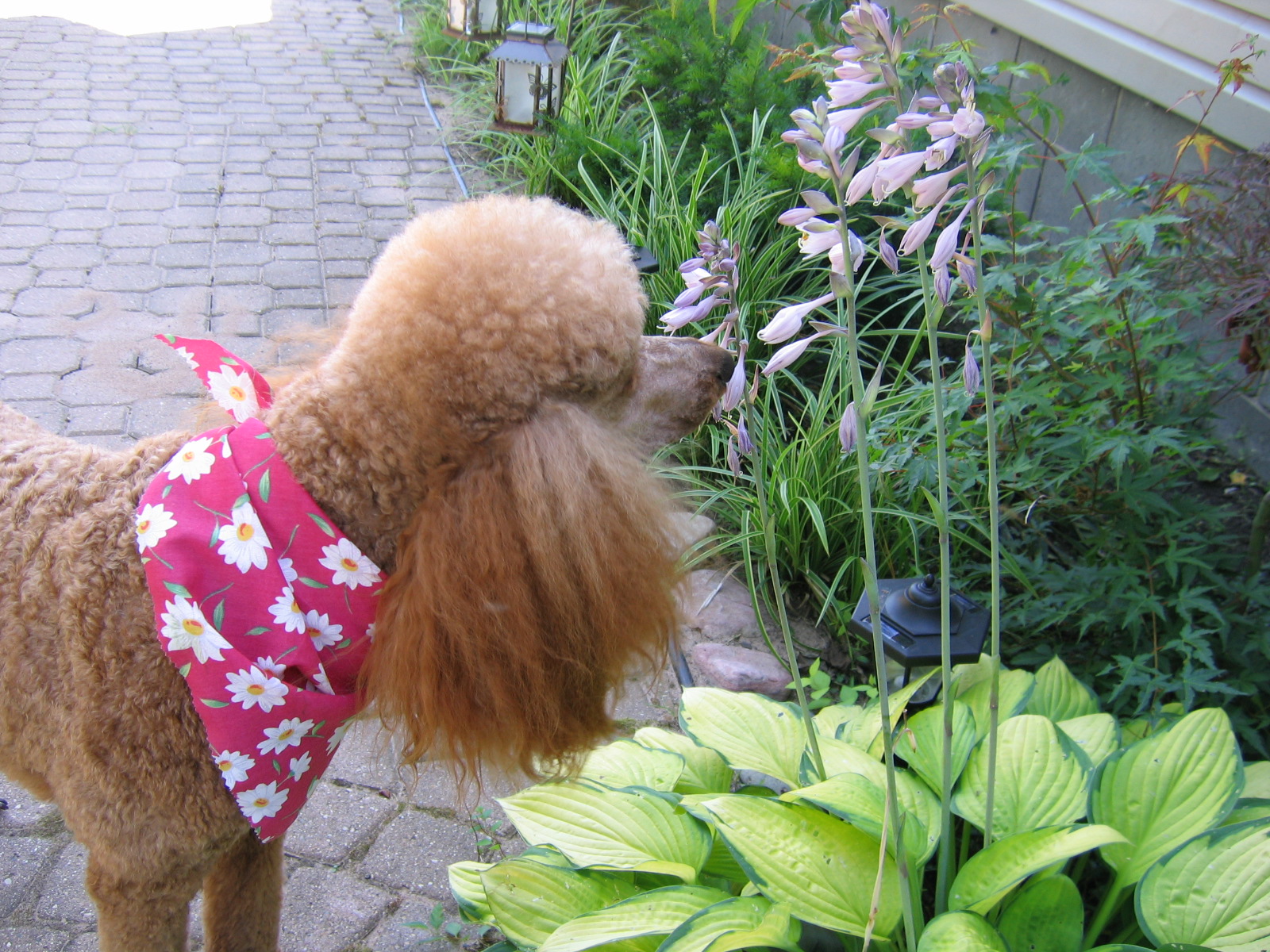 my pet ...