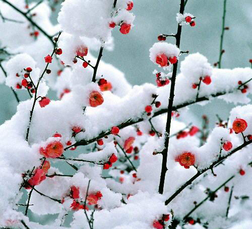 photo ...