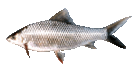 鯪魚 ...