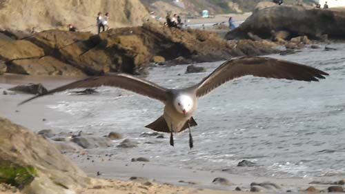 Seagull at Laguna Beach