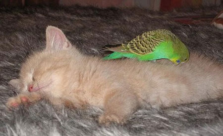 啊哈，这懒猫 ...