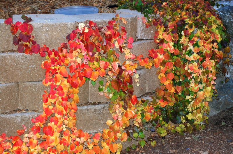 秋天叶儿与花 ...