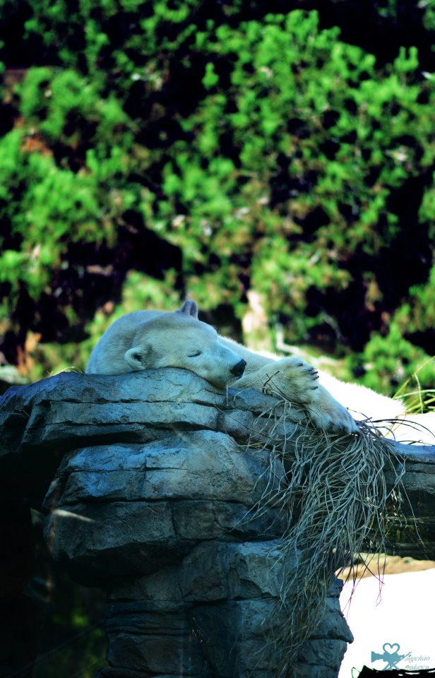 在聖地亞哥動物園拍的旅行照5
