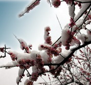 photo ...