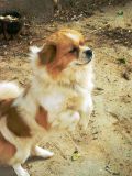 拍农家小狗