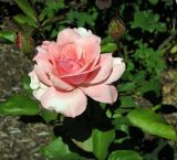 这是种在我后园的月季之一.