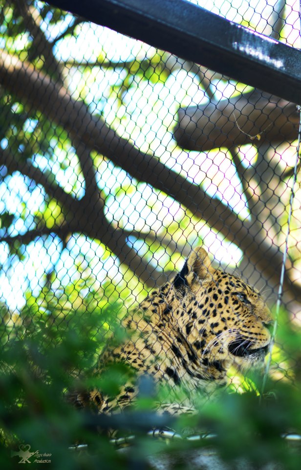 在聖地亞哥動物園拍的旅行照4
