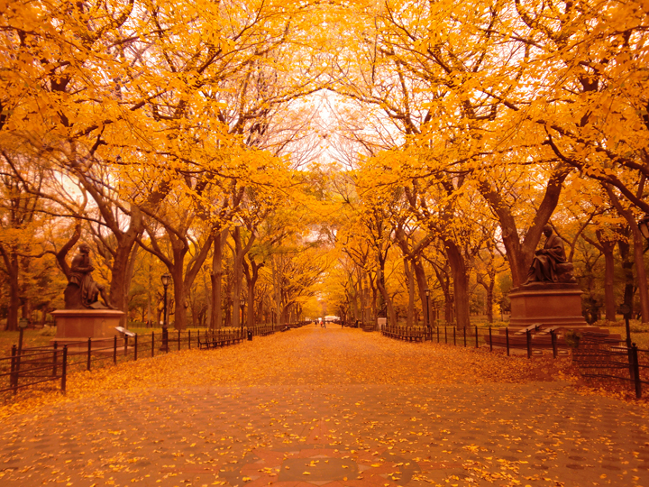 mall autumn central park
