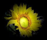 永远追寻着阳光的向阳花

永远随光明旋转的向阳花

象征着积极快乐的向阳花