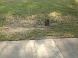 ＬＡ公园里的松鼠成患，但是还是很可爱的，他们很喜欢花生，带点去给他们，他们就跟你玩啦．．