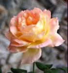 中秋节对联（求上联）