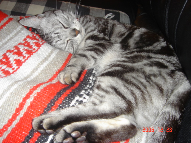 私の可愛い猫 ...