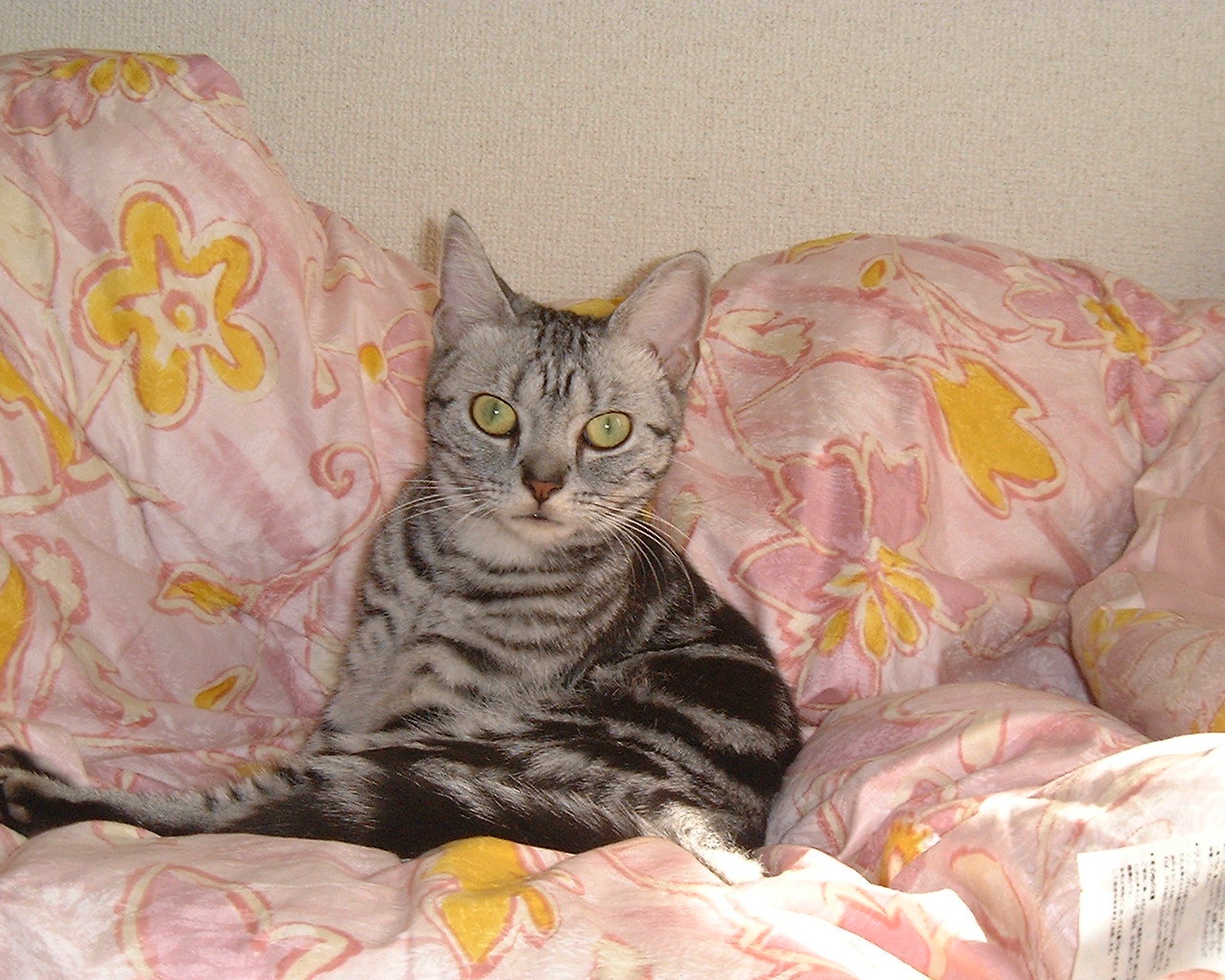 私の可愛い猫 ...