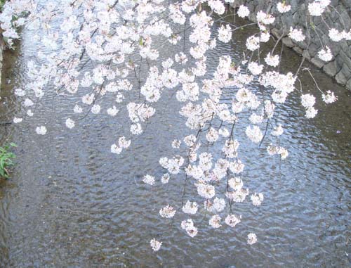 京都の桜 ...