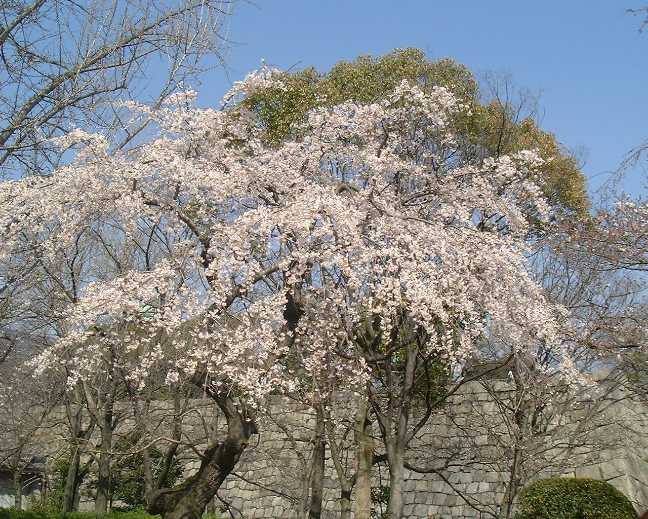 大阪の桜 ...