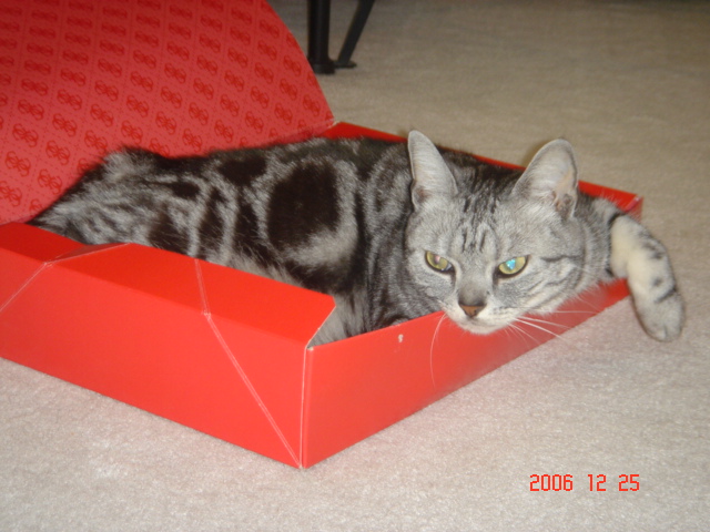 私の可愛い猫 ...