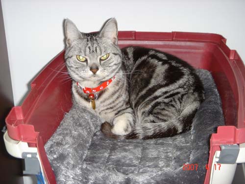 私の可愛い猫 ...