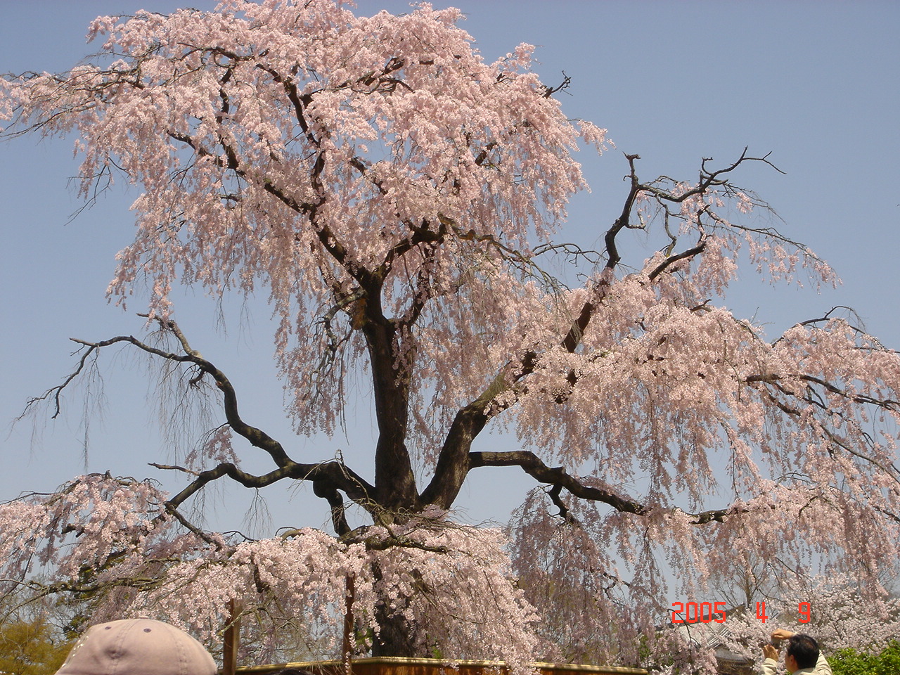 京都の桜 ...