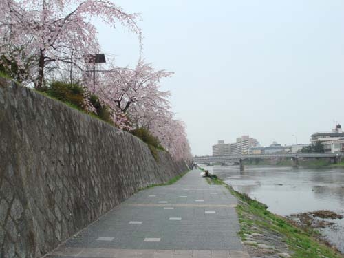 京都の桜 ...